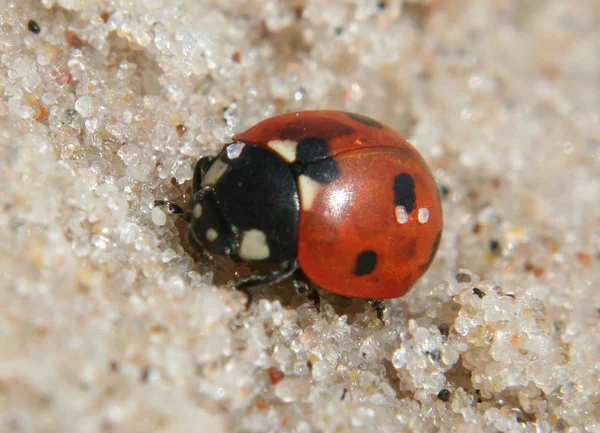 Ladybug Playa — Foto de Stock