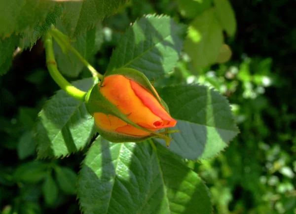 Bellissimi Fiori Concetto Floreale Sfondo Naturale — Foto Stock