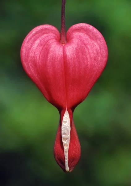 pink crying heart flower
