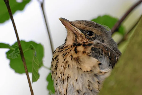 Vacker Utsikt Över Vacker Fågel Naturen — Stockfoto