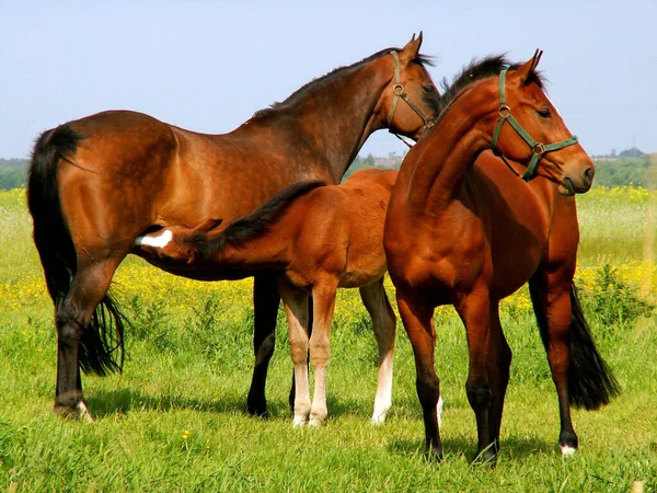 Horses Outdoors Daytime — Stock Photo, Image