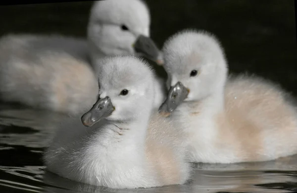 Vacker Utsikt Över Vacker Fågel Naturen — Stockfoto