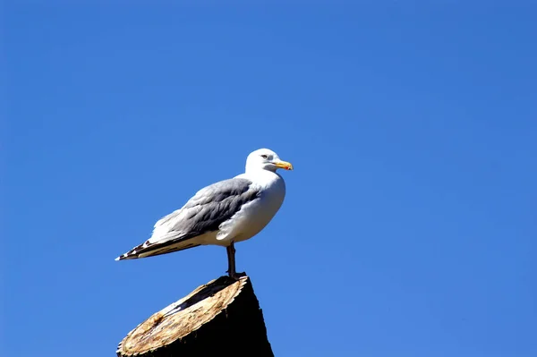 Malowniczy Widok Piękne Ptaki Mewy Przyrodzie — Zdjęcie stockowe