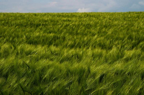 Malebný Pohled Zemědělství Venkově — Stock fotografie