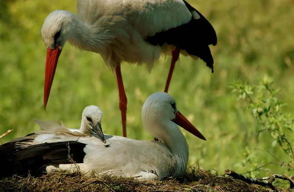 Vista Panorámica Hermoso Pájaro Naturaleza — Foto de Stock