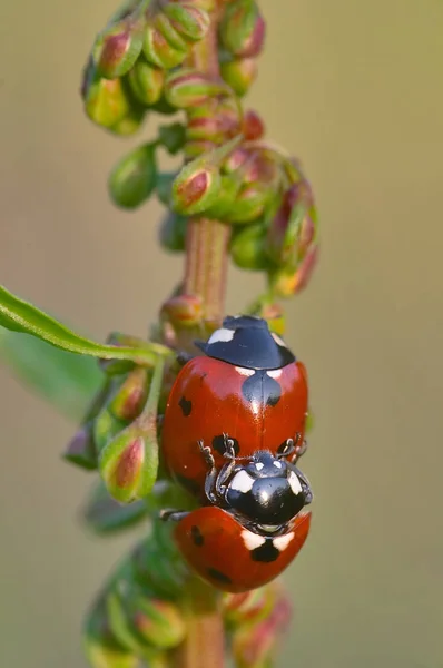 Closeup View Cute Ladybug Insect — Stock Photo, Image