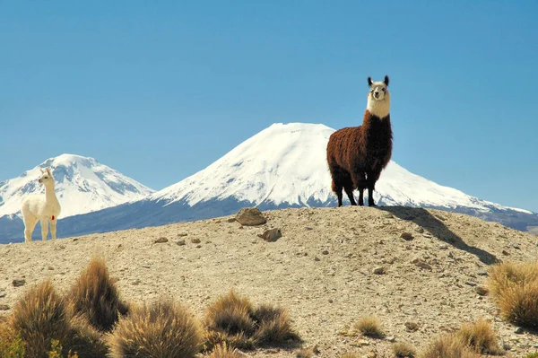 Lama Animal Rolig Lång Hals Djur — Stockfoto