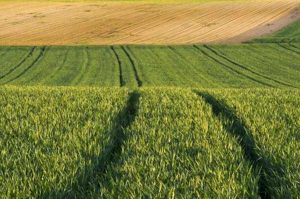 Campo Agricolo Piante Erba — Foto Stock