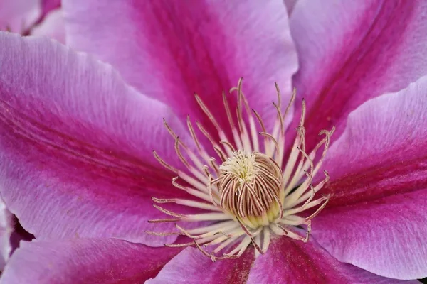 Clematis Mor Çiçek Yaprakları — Stok fotoğraf