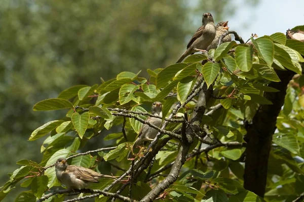 Szenischer Blick Auf Niedlichen Sperling Vogel — Stockfoto