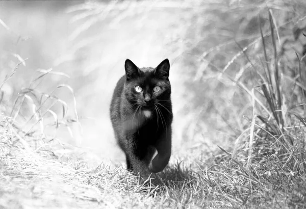 Porträt Einer Süßen Katze — Stockfoto