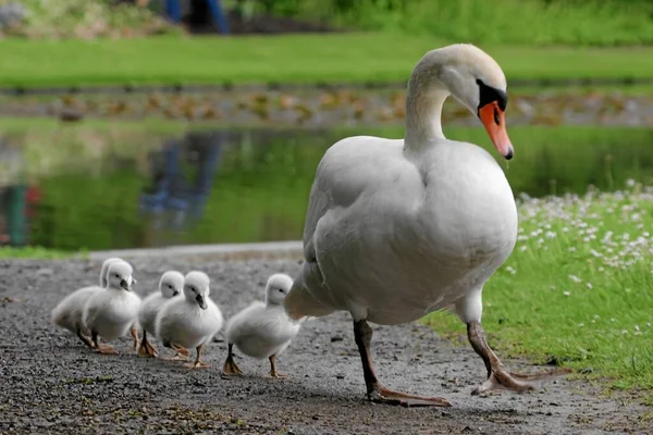 Aussichtsreiche Aussicht Auf Schöne Vögel Der Natur — Stockfoto