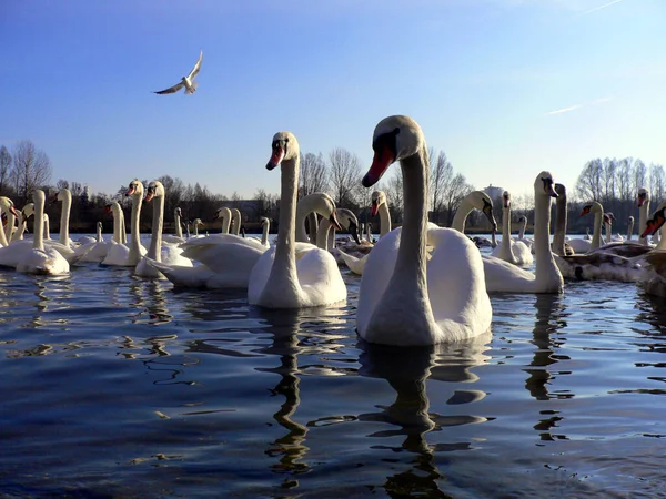 Vue Panoramique Bel Oiseau Nature — Photo