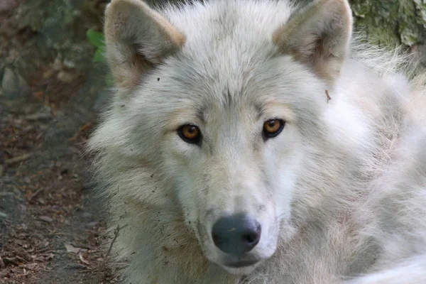 Wolf Dier Natuur Roofdier — Stockfoto