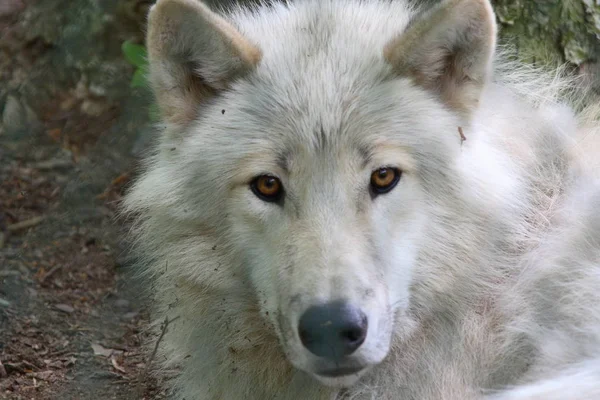 Animal Lobo Por Naturaleza Depredador —  Fotos de Stock