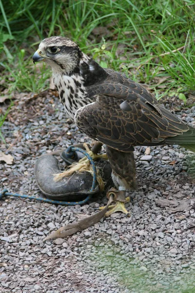 Vue Panoramique Bel Oiseau Nature — Photo