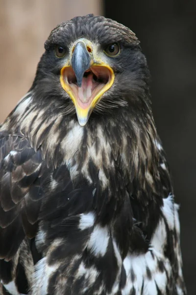 Malebný Pohled Krásného Osprey Ptáka — Stock fotografie