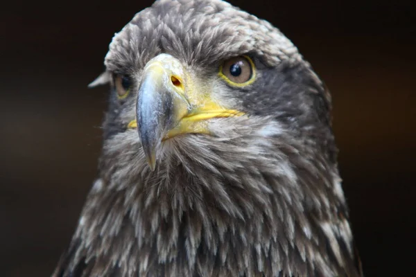 Vista Panoramica Bellissimo Uccello Del Falco Pescatore — Foto Stock