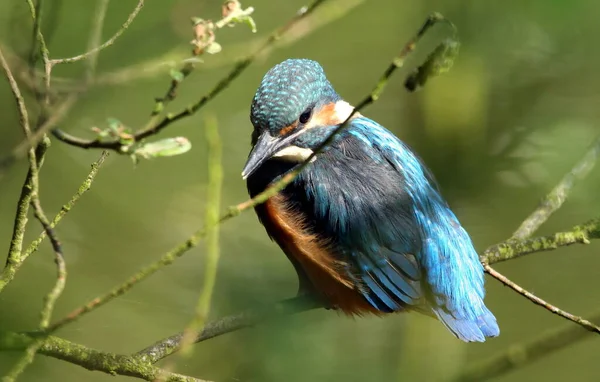 Fotografado Hoje Acho Que Jovem Kingfisher Porque Não Tão Tímido — Fotografia de Stock
