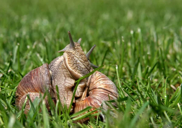 蜗牛壳腹足动物 — 图库照片