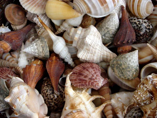 Meeresmuscheln Sommermuscheln — Stockfoto