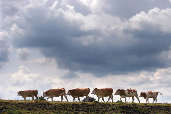 Vacas Paisagem Natural Foco Seletivo — Fotografia de Stock