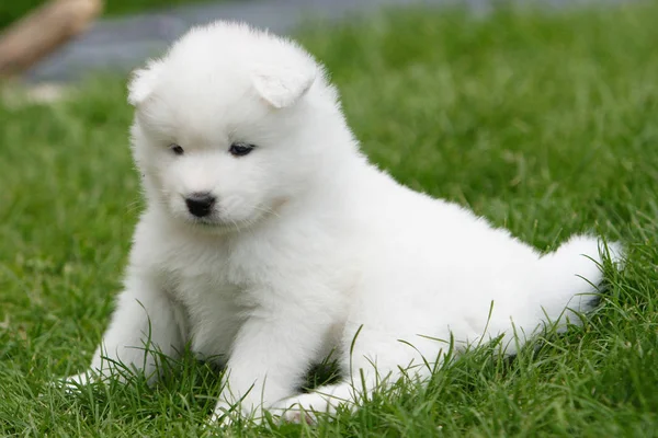 Portrait Cute Dog — Stock Photo, Image