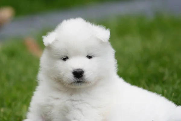 Outdoor Shot Cute Dogs — Stock Photo, Image