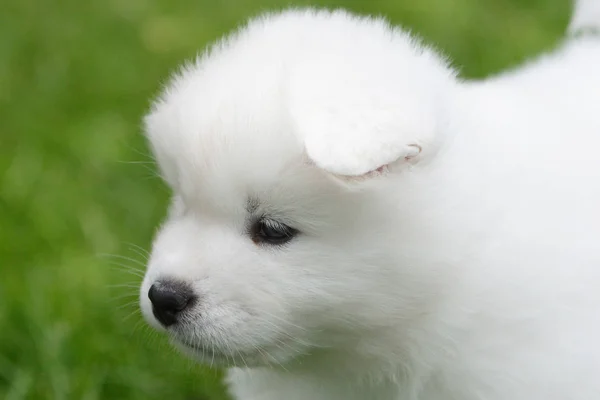 Portrait Cute Dog — Stock Photo, Image