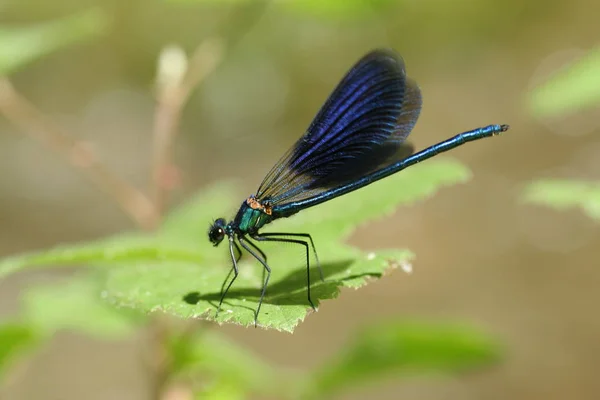 Detailní Makro Pohled Hmyz Vážky — Stock fotografie