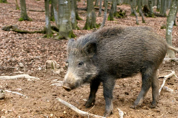 Scena Przyrodą Piękna Przyroda — Zdjęcie stockowe