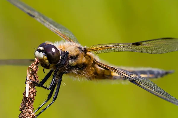 Libélula Insecto Naturaleza Entomología — Foto de Stock