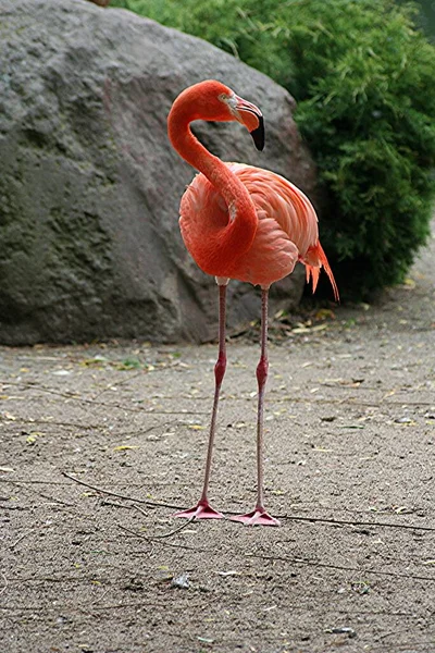 Flamingo Naturliga Fågel Bakgrund — Stockfoto