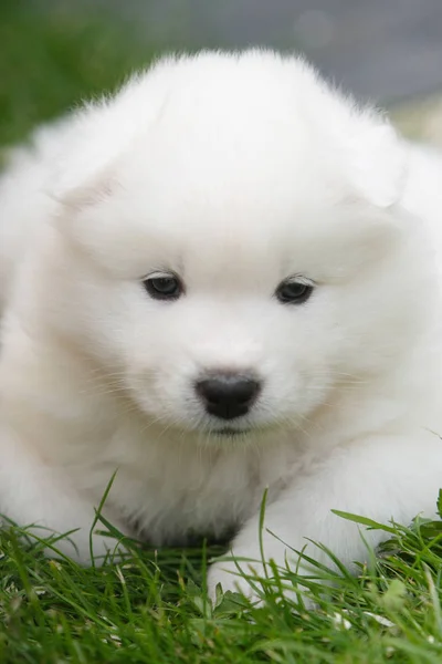 Portrait Cute Dog — Stock Photo, Image