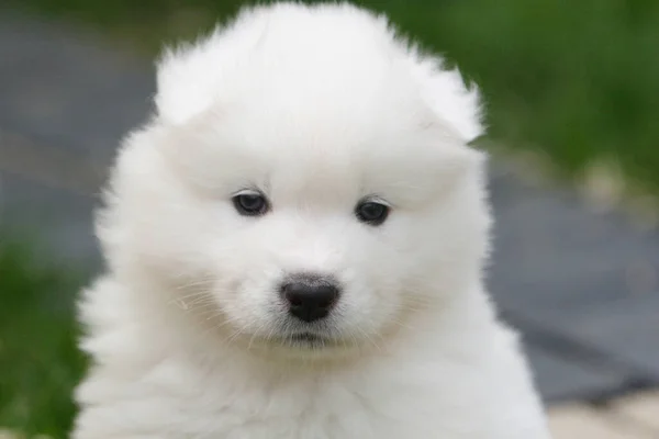 Portrait Cute Dog — Stock Photo, Image