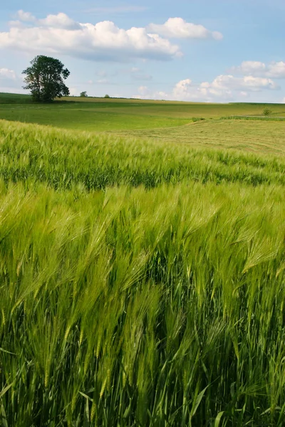 Rolnictwo Pola Wiejskie Uprawą Pszenicy — Zdjęcie stockowe