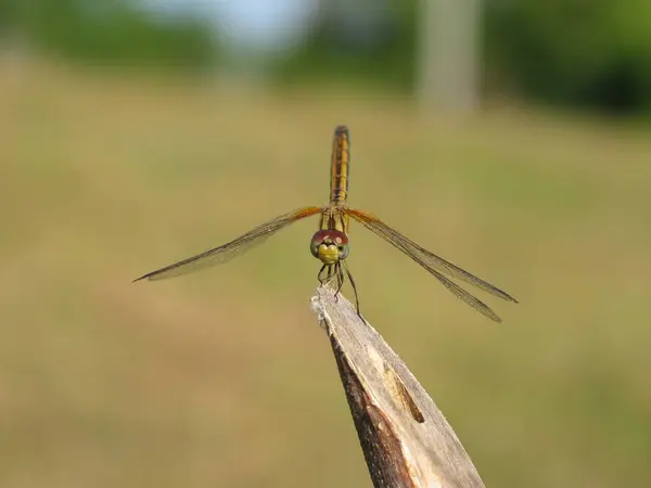 Vista Macro Primer Plano Del Insecto Libélula — Foto de Stock