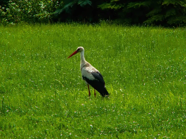 Aussichtsreicher Blick Auf Den Schönen Storchvogel Der Natur — Stockfoto