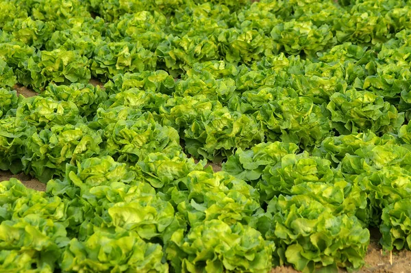 Hojas Ensalada Lechuga Verde Fresca —  Fotos de Stock