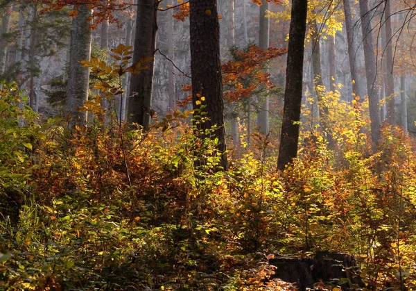 Foresta Autunnale Foglie Stagione Autunnale — Foto Stock