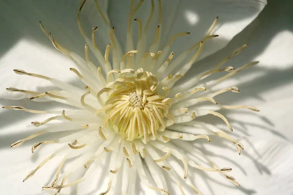 Flora Petali Fiori Pianta Botanica — Foto Stock