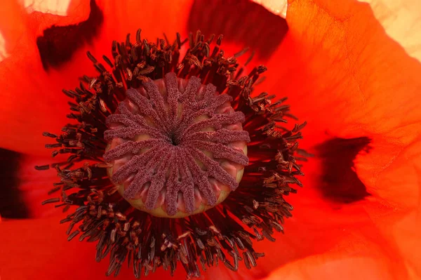 Now Bit Warmer Sun Allows More Time Our Poppy Plant — 图库照片