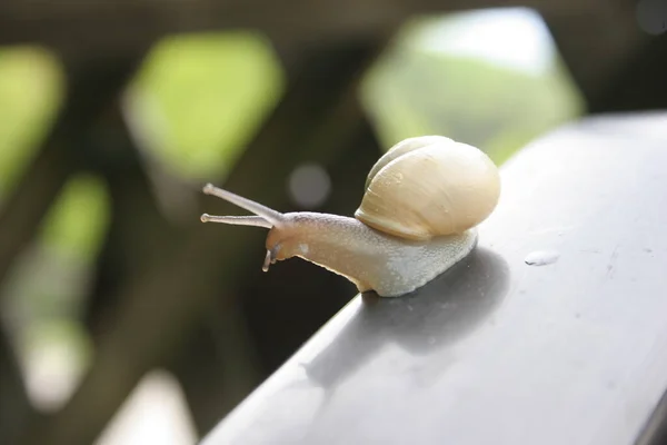 Seen Very High Railing Obviously — Stockfoto