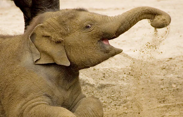 Elefante Vida Silvestre Mamífero — Foto de Stock