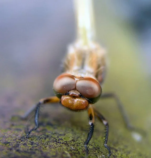 Close Van Een Insect Wilde Natuur — Stockfoto