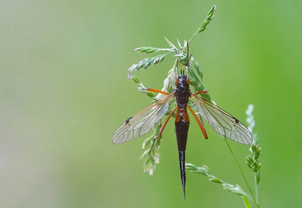 Vista Cerca Los Insectos Naturaleza —  Fotos de Stock