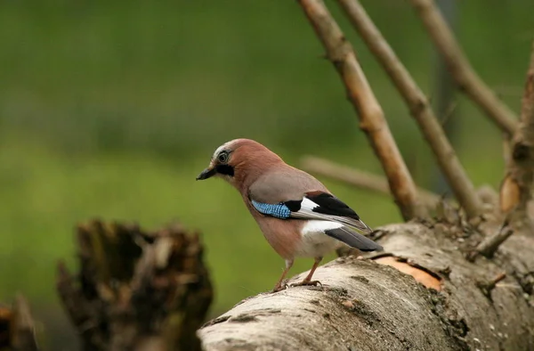 Vacker Utsikt Över Vacker Fågel Naturen — Stockfoto