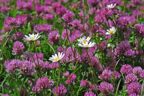 Sommaräng Flora Arkivet — Stockfoto