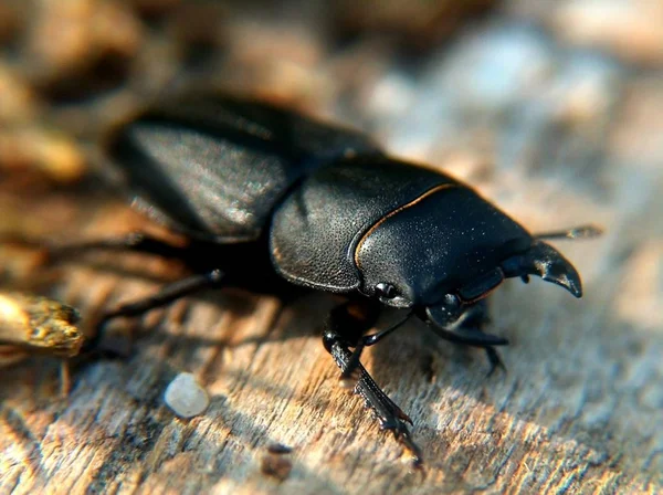 Unseren Breiten Sind Diese Käfer Recht Selten Ist Ein Naturschutzgebiet — Stockfoto