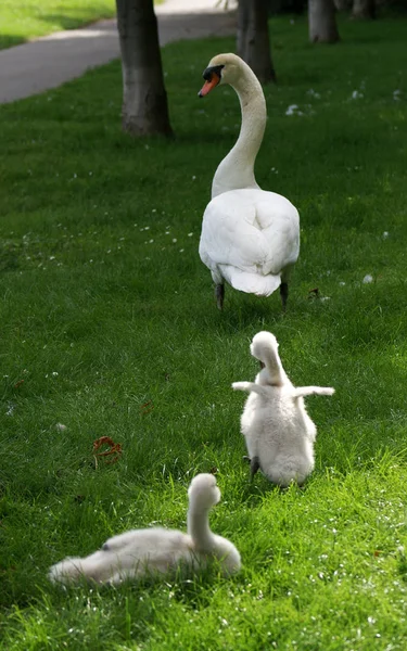 Vista Cênica Cisnes Majestosos Natureza — Fotografia de Stock